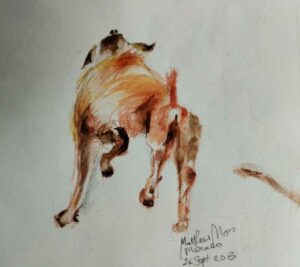 DOG REAR VIEW