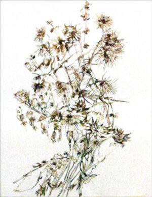 Dried wildflowers of the Italian Riviera