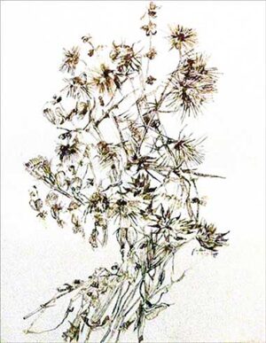 Sepia pen and ink drawing of dried wildflowers of the Italian Riviera