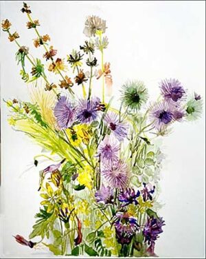 wildflowers of Costa Rainera Italian Riviera